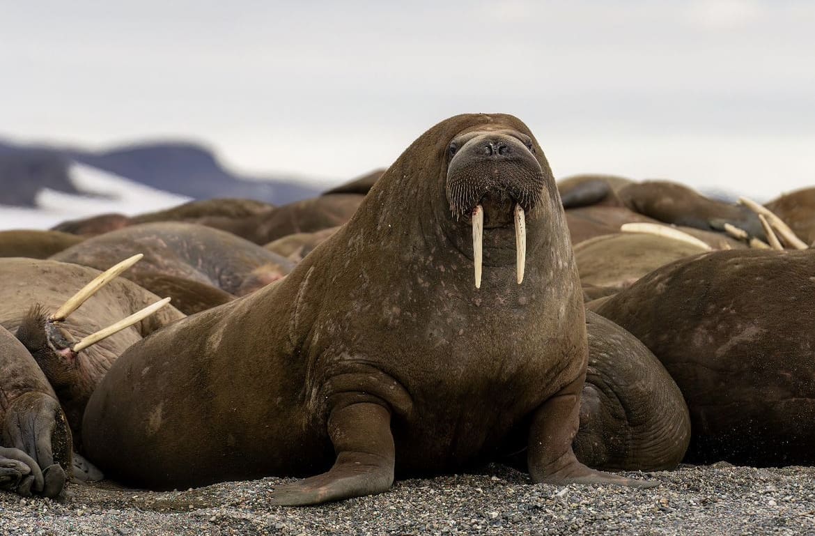 Walrus bull